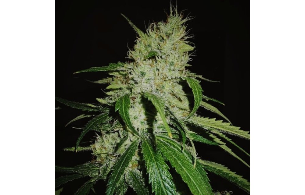 Gelonade Fem 5 pk
