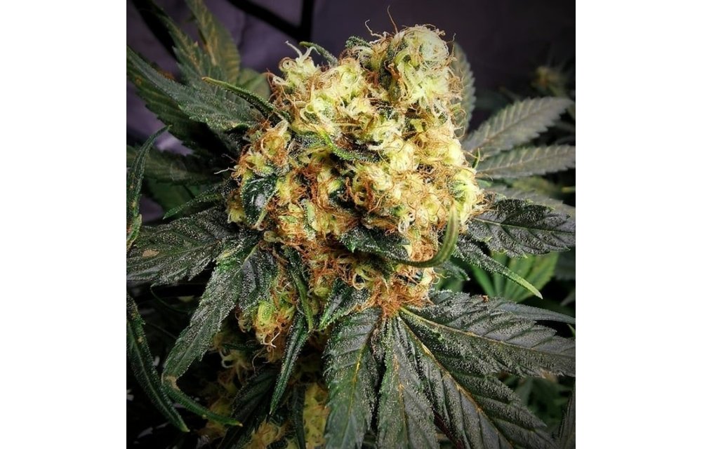 Hash Cake Fem 5 pk