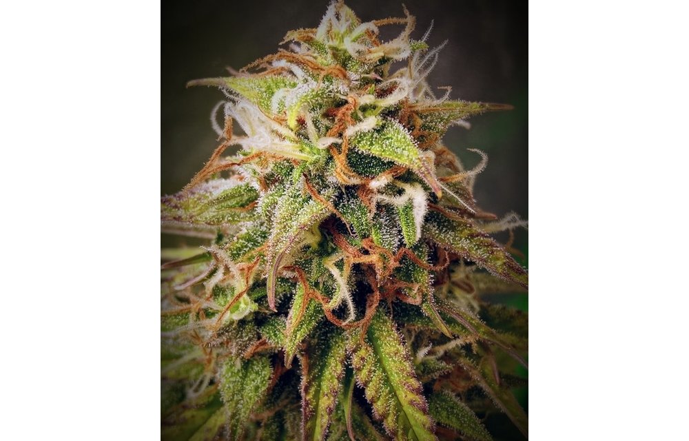 Lemon Meringue Auto Fem 5 pk