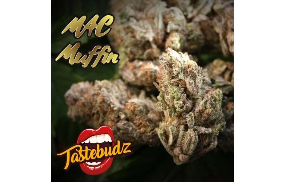 Mac Muffin Fem 5 pk