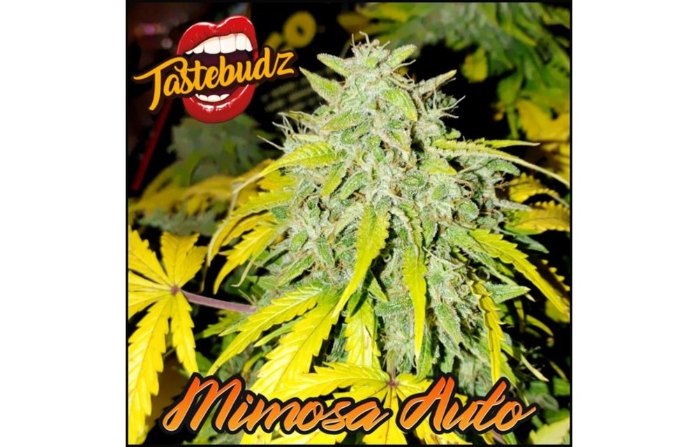 Mimosa Auto Fem 5 pk