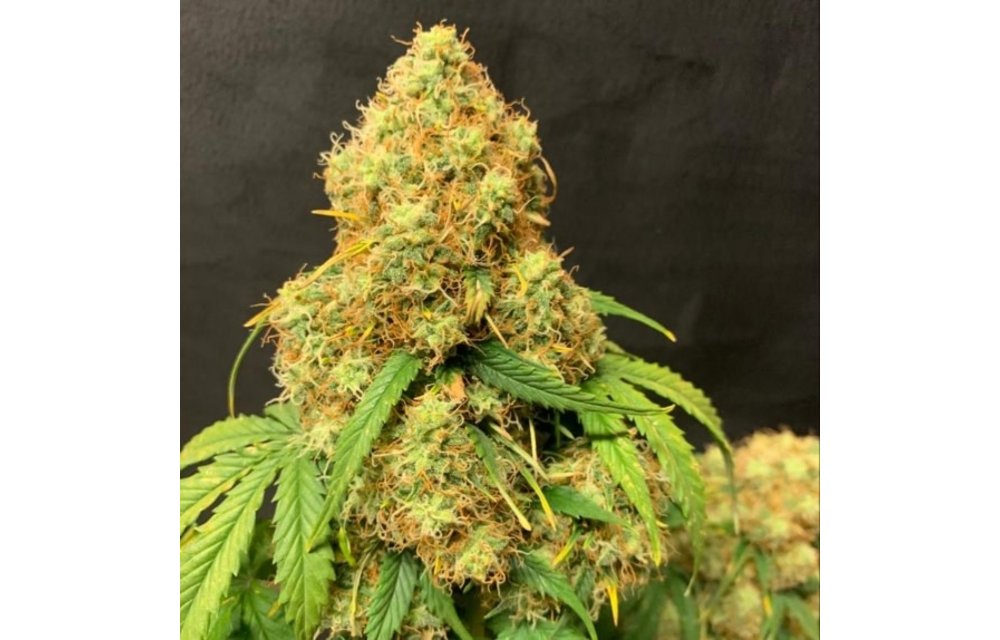 Orange Cookies Auto Fem 5 pk