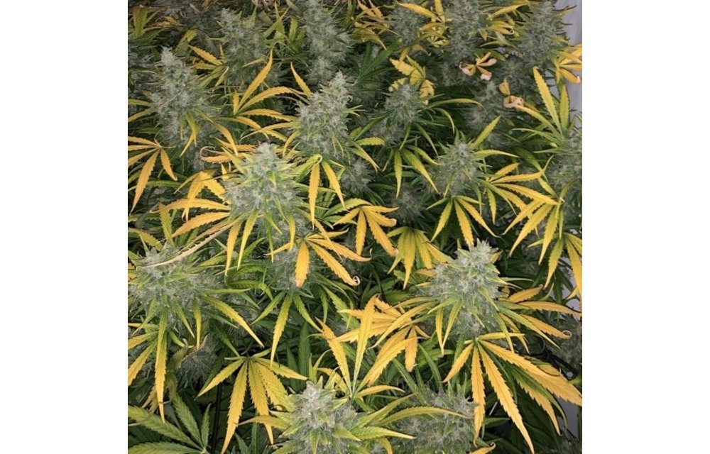 Vanilla Frosting Fem 5 pk