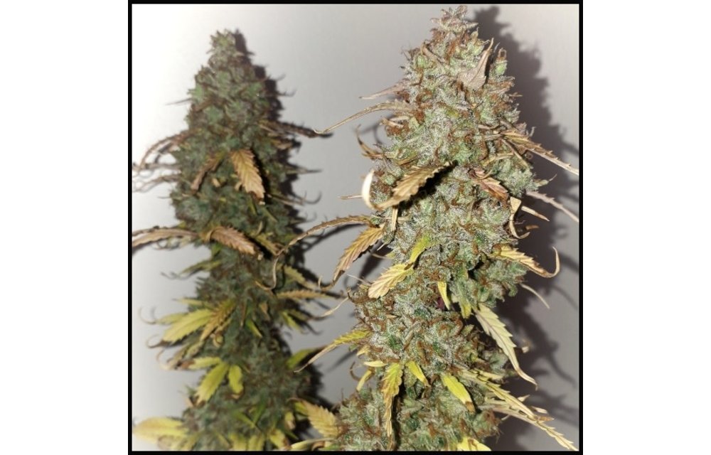 Vanilla Frosting Auto Fem 5 pk