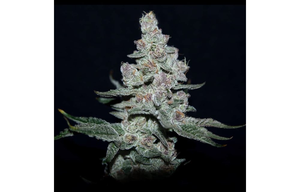 Fire'n Ice Fem 6 pk