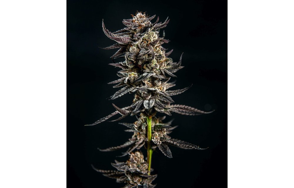 Gelatomo Fem 6 pk
