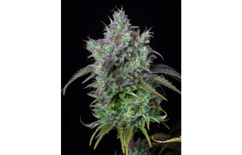 Original Auto Big Bud Fem 5 pk