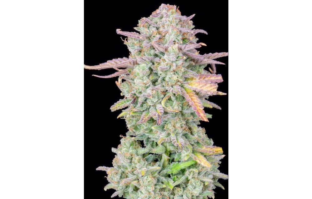 Original Auto Trainwreck Fem 5 pk