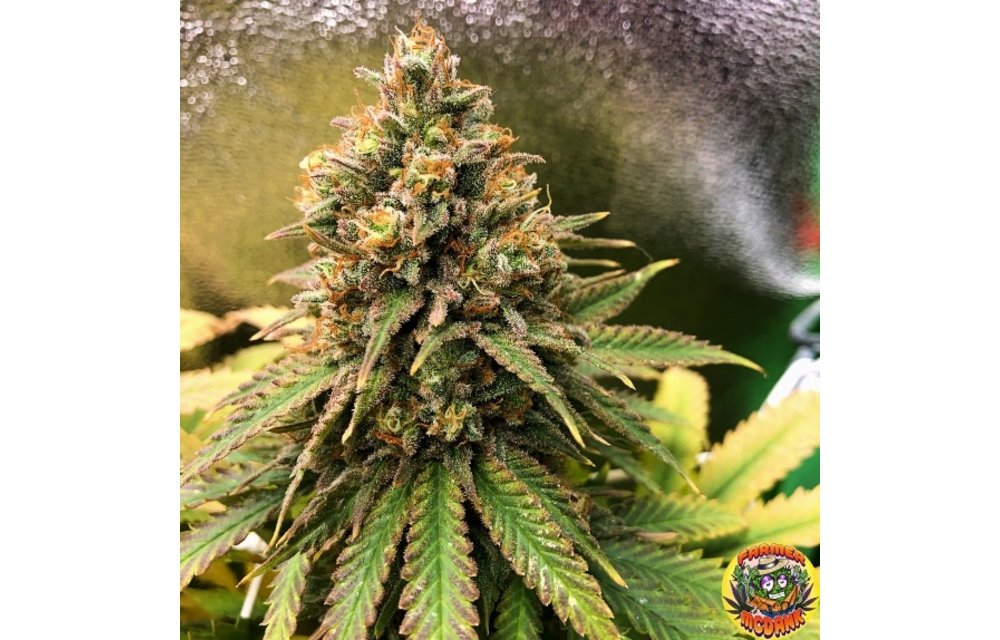 Peanut Butter Cookies Auto Fem 5 pk