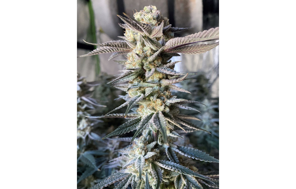Huckleberry Punch Fem 6 pk