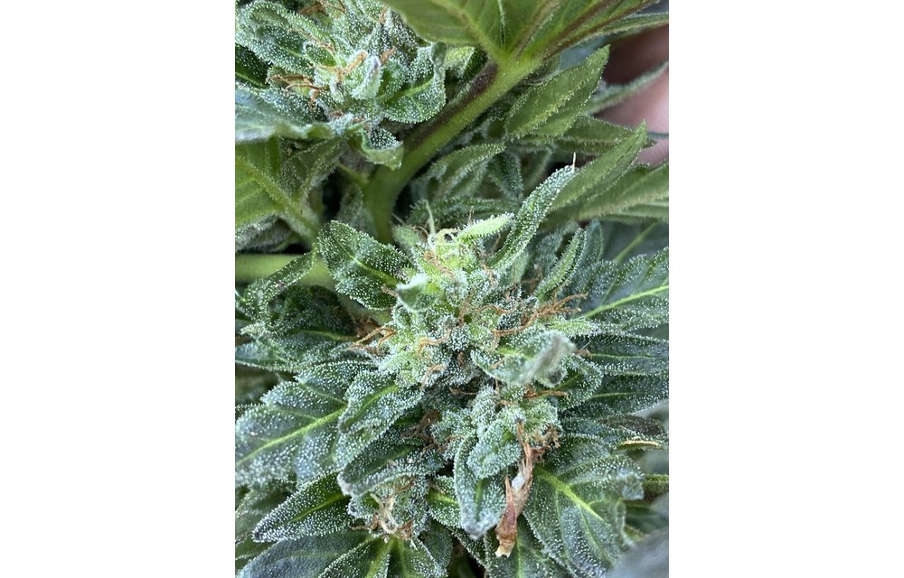 Tiger Lily Auto Reg 15 pk