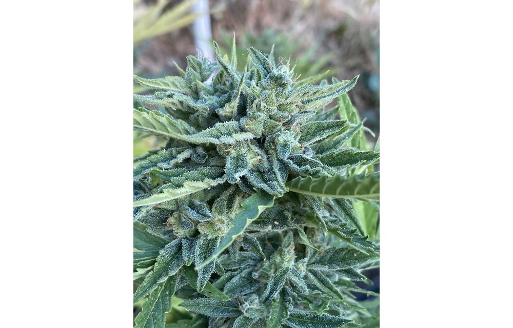 Citrus Queen Auto Reg 15 pk