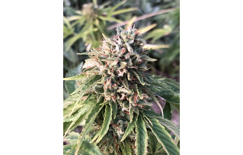 Dutch Queen Auto Reg 15 pk
