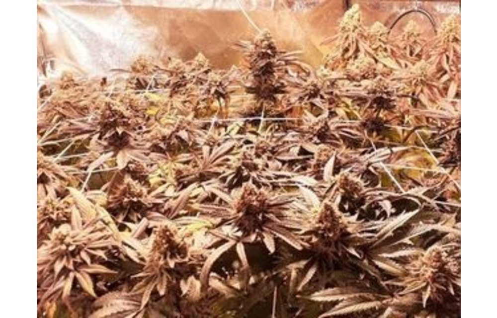 Apple Punch Fem 6 pk