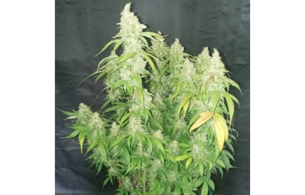 Kush Kush F2 Auto Fem 3 pk