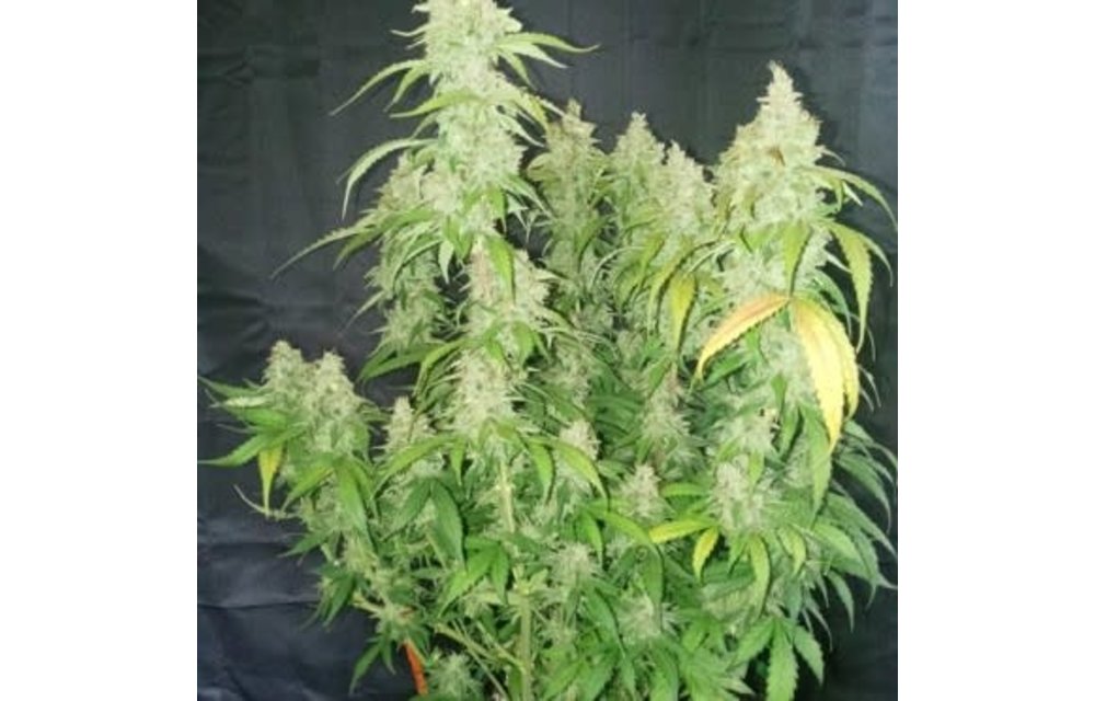 Kush Kush F2 Auto Fem 3 pk