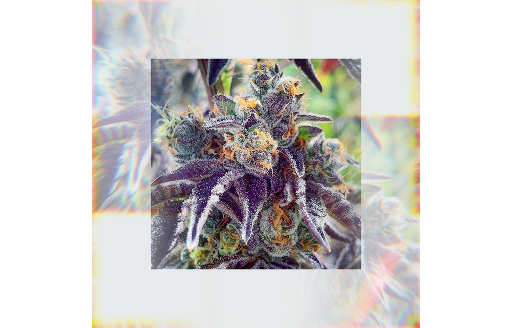 Cherry Pie Kush Breath Reg 7 pk