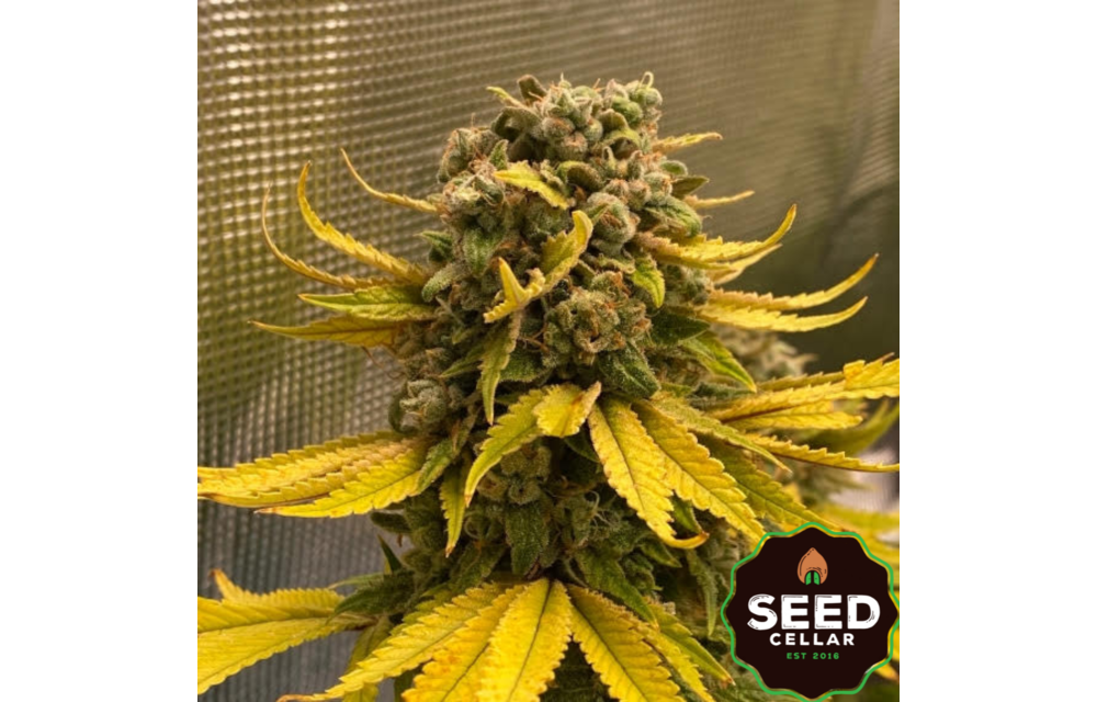 Critical Banana Smoothie Auto Fem 5 pk