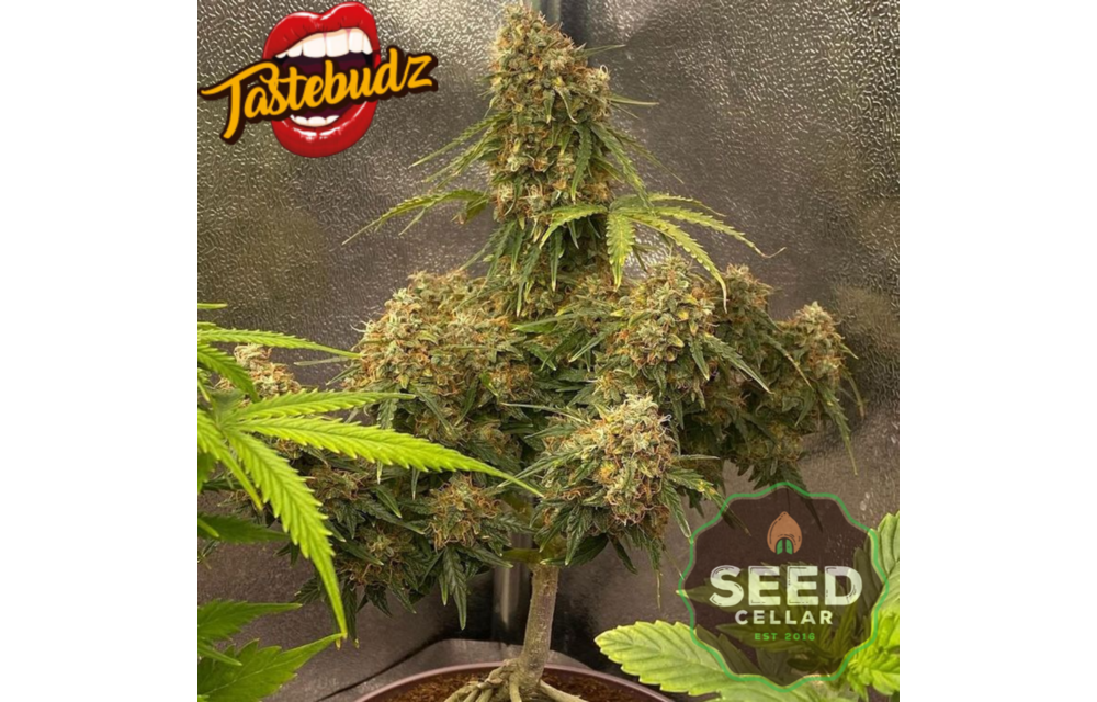 Grape Gushers Auto Fem 5 pk