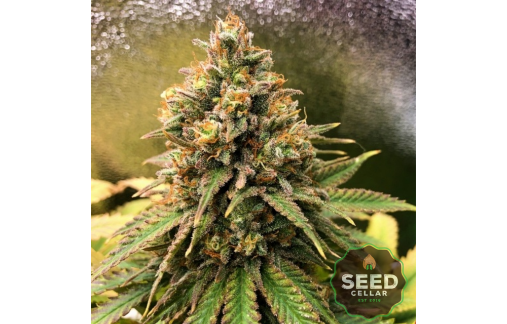 Peanut Butter Cookies Auto Fem 5 pk