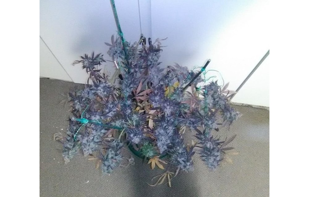 Midnight Glue Fem 3 pk