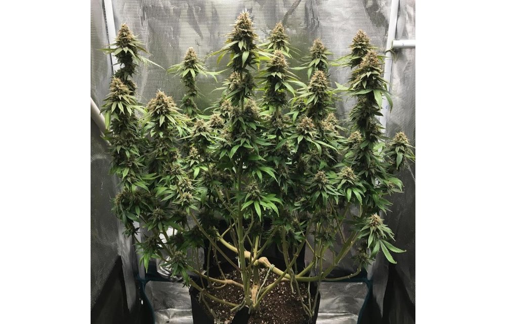 Sour Crow Fem 3 pk