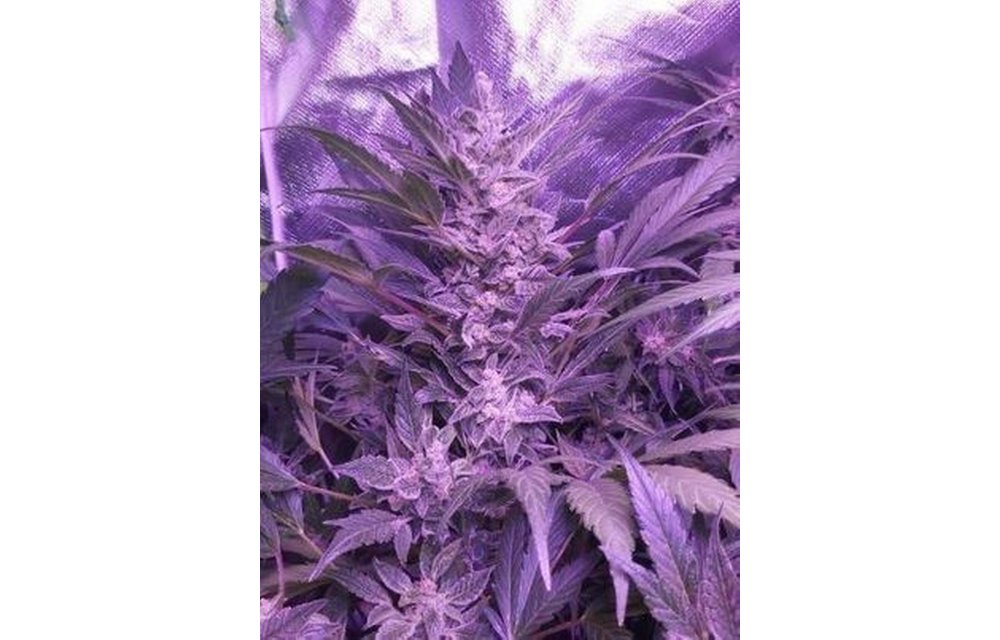 Blood Lemon Narcos Auto Fem 3 pk
