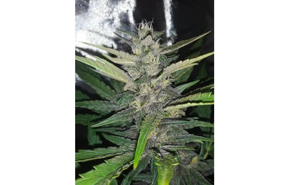 UK Cheese Skunk Auto Fem 3 pk