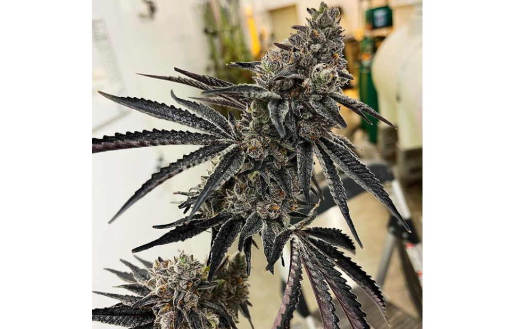 Roxanne Fem 6 pk