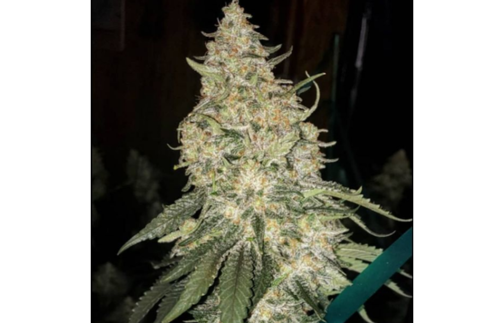 Grandpa's Stash R2 Fem 10 pk