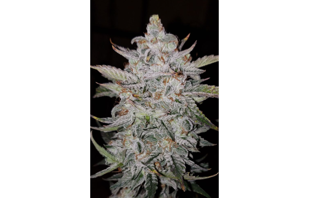 Forum Stomper Fem Auto 3 pk
