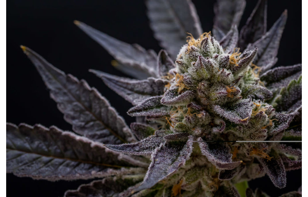 Super Sherb Fem 10 pk