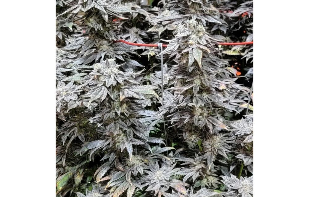 Garlic Modified Gorilla Fem 12 pk