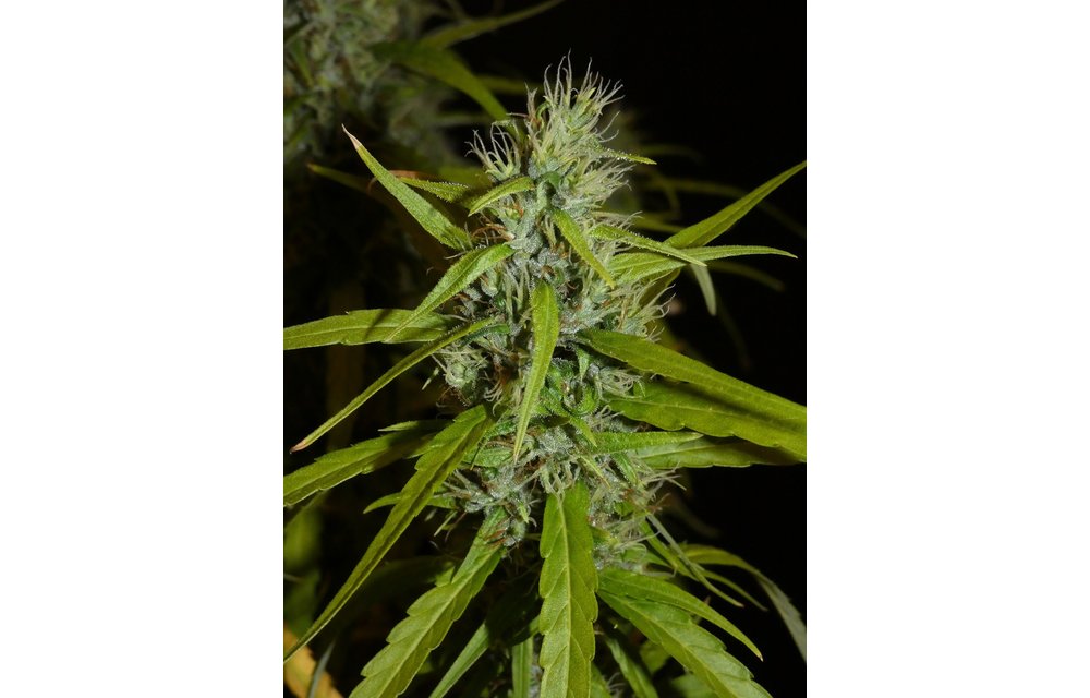 Filipino Kibungan Reg 12 pk
