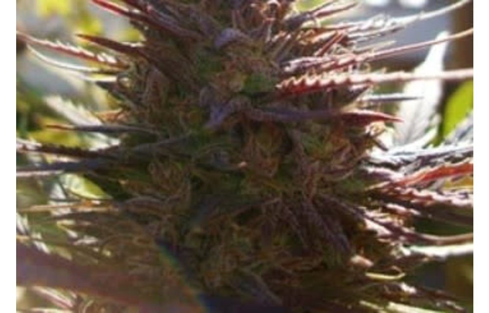 Purple Ape Cake Reg 12 pk