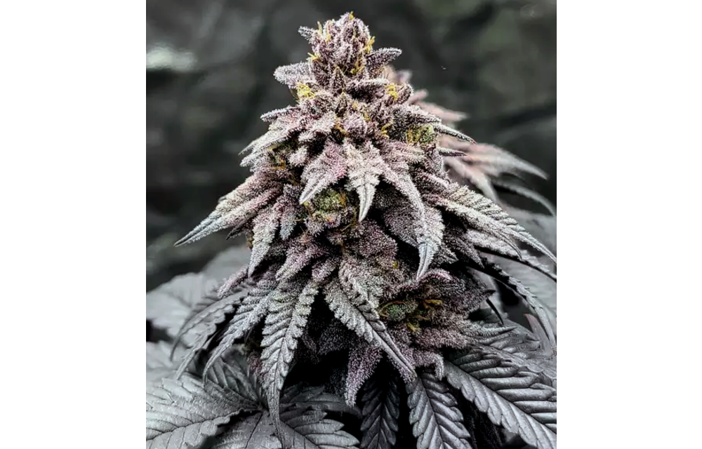 Obama OG Reg 10 pk