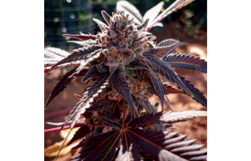 Short Circuit OG Reg 12 pk