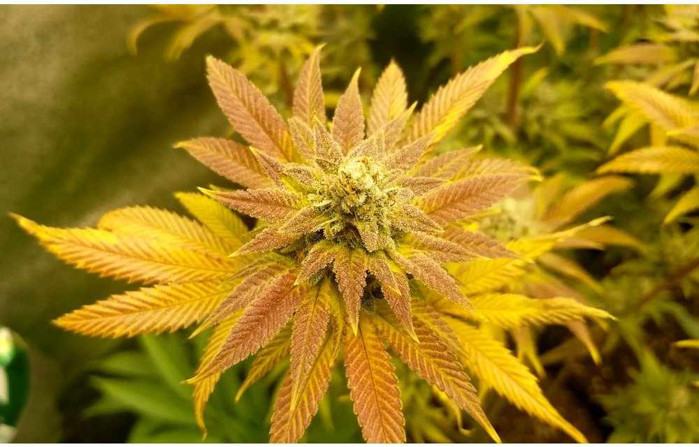 Topanga Pines Reg 10 pk