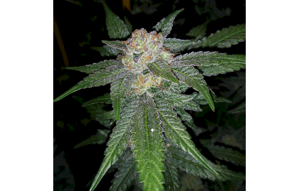 Aurora Sours Reg 6 pk
