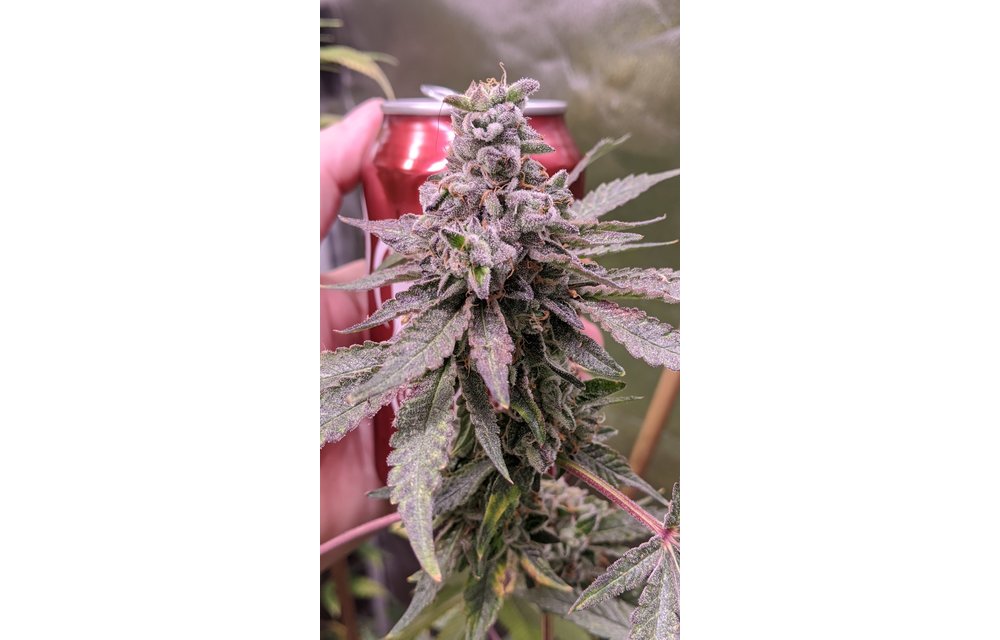 Cherry Pines Reg 12 pk