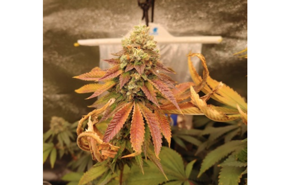 Cherry Pines Reg 12 pk