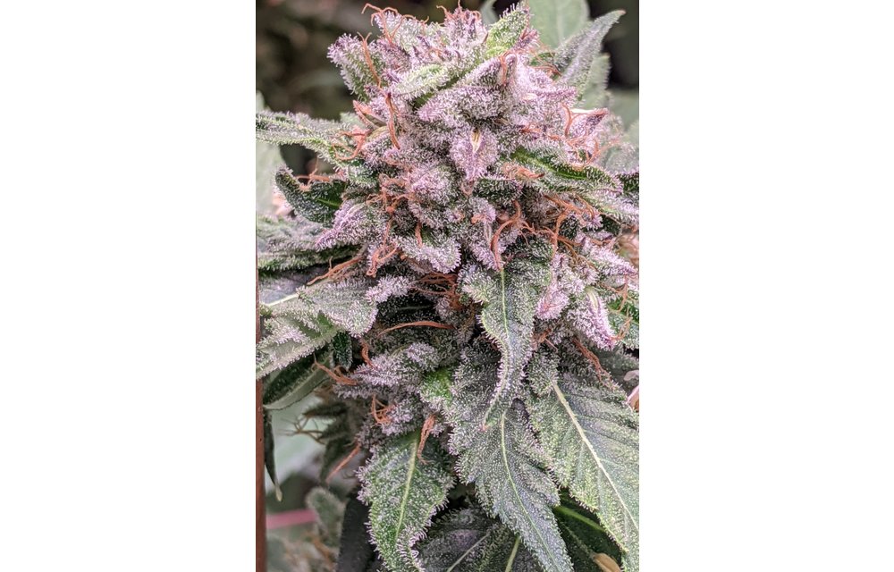 Dingleberry Kush Reg 12 pk