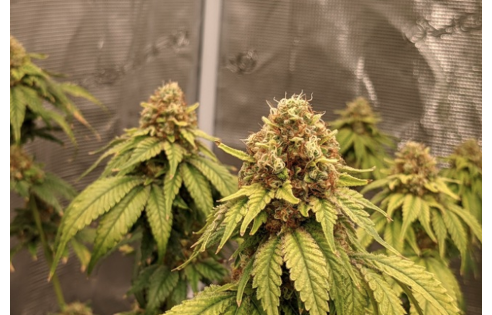 Dingleberry Kush Reg 12 pk