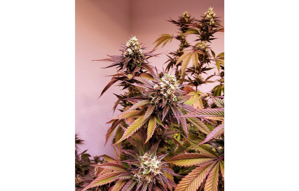 Dolemite OG Reg 10 pk