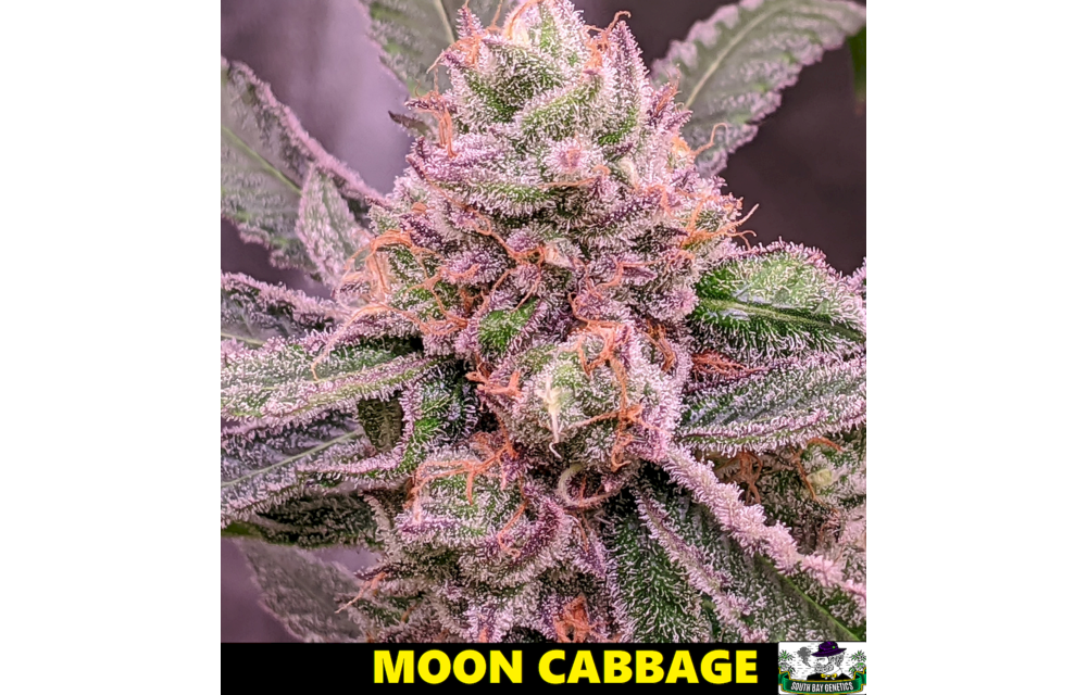 Moon Cabbage Reg 12 pk