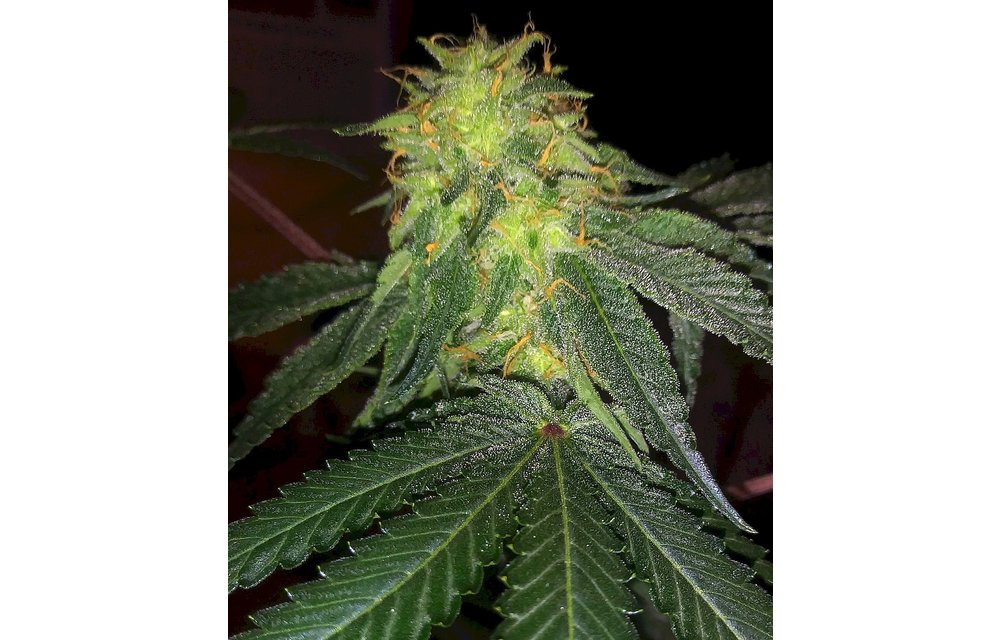 Redtail Kush Reg 10 pk