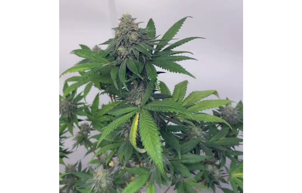 Topanga Sky Reg 12 pk