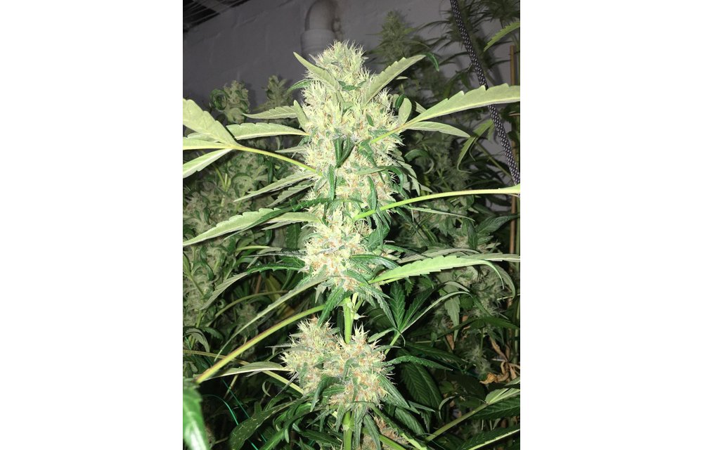 Cloud Candy Fem 3 pk