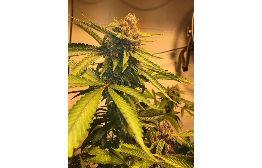 Cyber Citrus Fem 3 pk