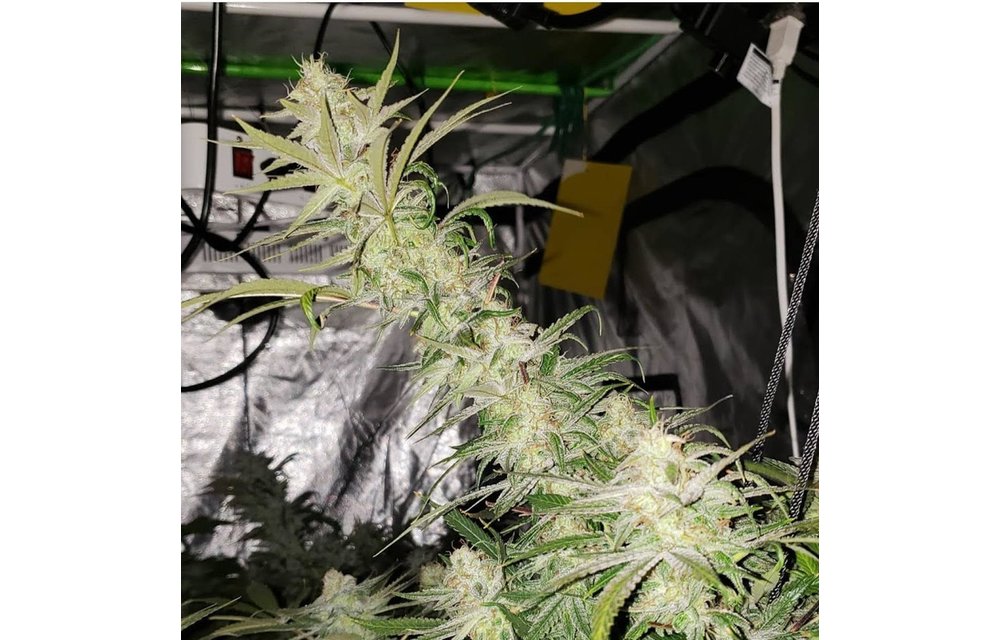 Sour Crow Fem 3 pk